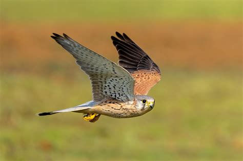 Common Kestrel in flight : r/wildlifephotography