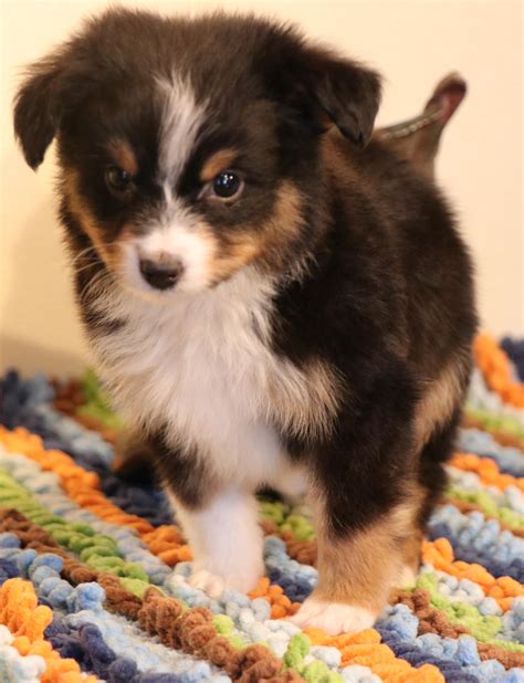 Toy Australian Shepherd puppies for sale in CO, Toy Aussie puppies in CO,