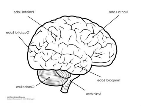 11+ Simple Labelled Diagram Of The Brain Pictures | diagram of you