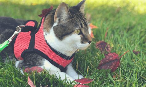 Top 5 Best Cat Harness In 2022: Reviews And Buying Guide - Petworshiper