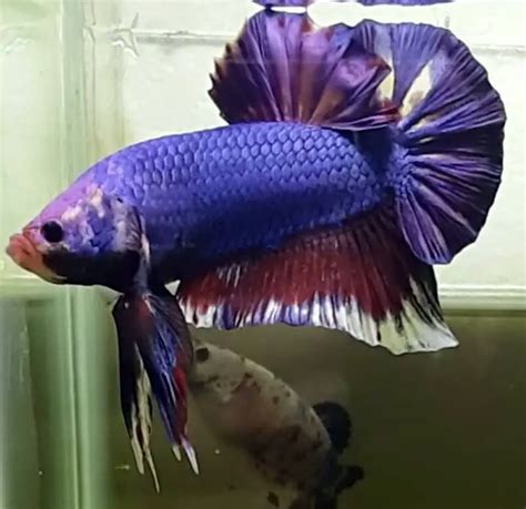 17 Facts About Giant Betta Fish That Will Surprise You