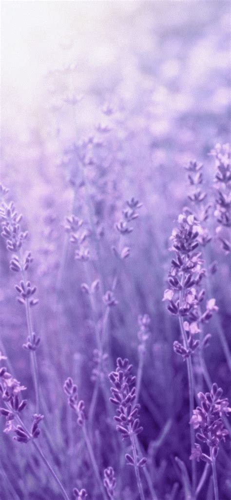 76 Cute Aesthetic Lavender Wallpaper free Download - MyWeb