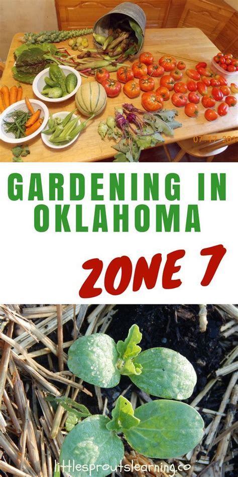 Gardening in Oklahoma, Zone 7-Little Sprouts Learning | Gardening for beginners, Organic ...