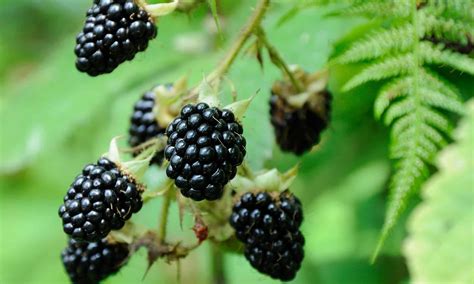 Mulberry vs Blackberry: 5 Key Differences