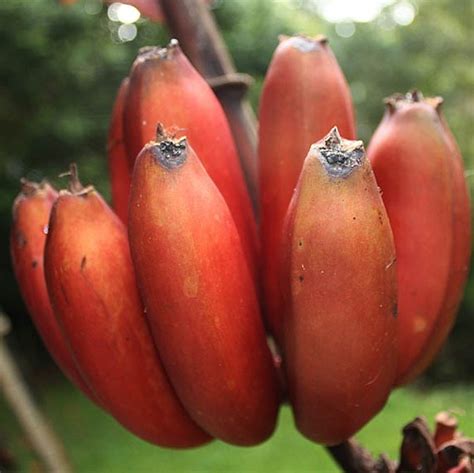 Rare Red Banana Seeds, 100pcs/pack – GreenSeedGarden