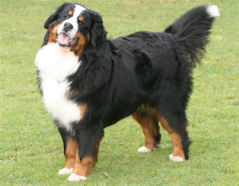 Bernese Mountain Dog wants to play - Pet Paw