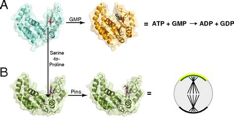 Conversion of the enzyme guanylate kinase into a mitotic-spindle orienting protein by a single ...