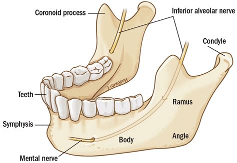 Learn About Mandibular Cancer ‣ Anatomy