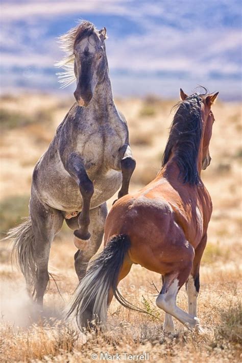 Wild Mustang Horses | Mustang - wild horses | Horses, Beautiful horses, Wild horses mustangs