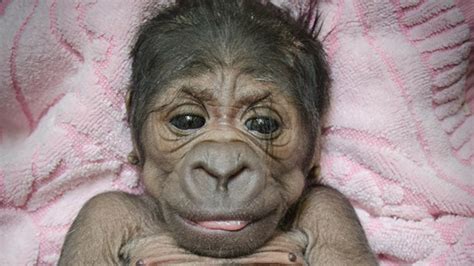 Adorable baby gorilla born at the Oklahoma City Zoo. - ABC7 New York