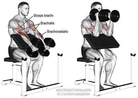 Dumbbell hammer preacher curl exercise instructions and video | Biceps ...