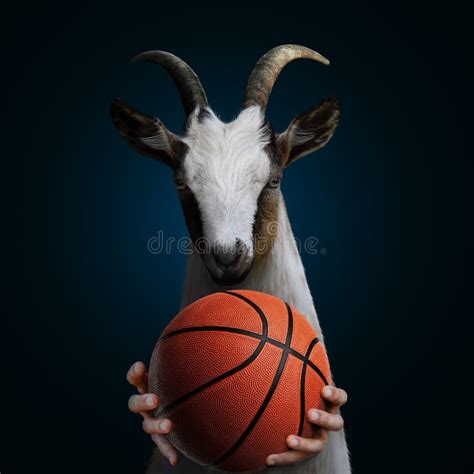 Goat with a Basketball in Hand Stock Photo - Image of clever, concept ...