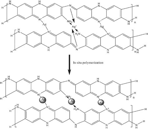 The polymeric structure of o-phenylenediamine and its coordination ...