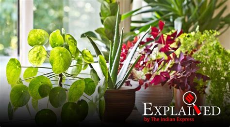 Explained: How plants dissipate excess sunlight as heat | Explained News - The Indian Express