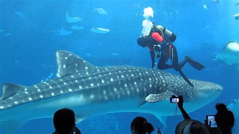 Japan 2014: Churaumi Aquarium main tank diver and whale sharks - YouTube