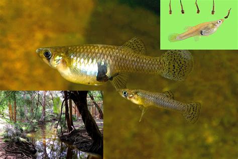 Mosquito Control Fish, Heterandria Affinis, H. Formosa or the Guppy.