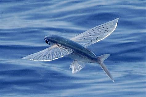 The Flying Fish Species Exocoetidae The flying... — Scoop of Saltwater