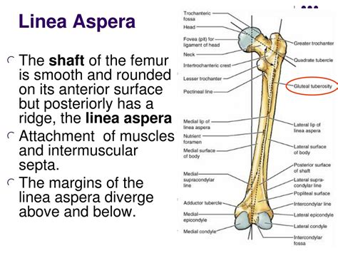 PPT - Bones of the Lower Limb PowerPoint Presentation, free download ...