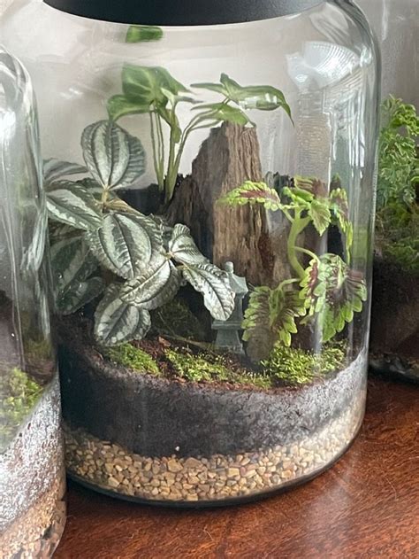 Closed terrarium | Miniature garden plants, Beautiful terrariums ...