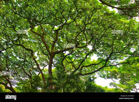 Monkey pod tree. Hawaii Tropical Botanical Gardens. Hawaii, The Big Island Stock Photo - Alamy