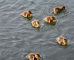 Duck Ducklings GIF - Find & Share on GIPHY