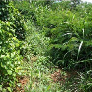 Slope land vegetation to protect soil erosion. | Download High-Quality ...