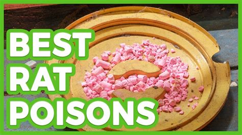 10 Best Rat Poisons 🌄 The Best Rat Poison 2019 - YouTube