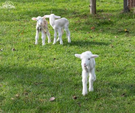 How to Care for Newborn Lambs - Lamb Care Australia