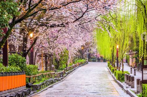 Enjoy a Full Day of Cherry Blossom Viewing in Kyoto According to a Kyoto Resident Discover ...