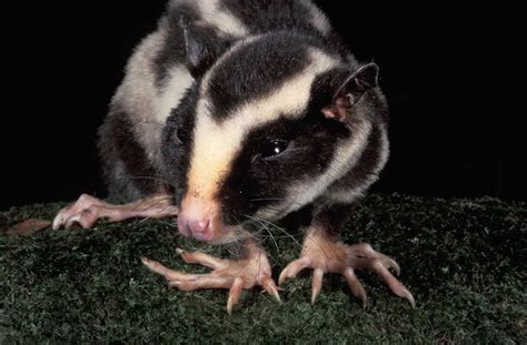 Striped Possum - Profile | Traits | Facts | Pet | Diet | Call | Tail - Mammal Age