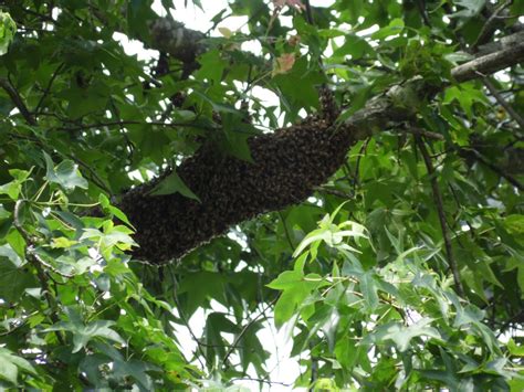 Setting Up a Swarm Trap for Honey Bees | Dengarden