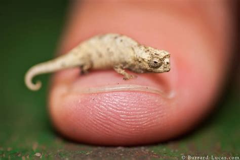 The world’s smallest chameleon. Amber Mountain National Park, Madagascar | Chameleon, Baby ...