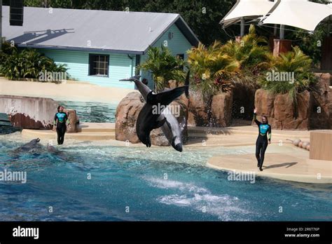 Dolphin Tricks, Stunning!! Stock Photo - Alamy