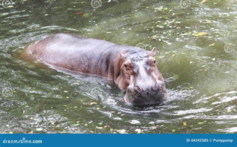 Hippo Swimming Stock Photos - Download 2,120 Royalty Free Photos