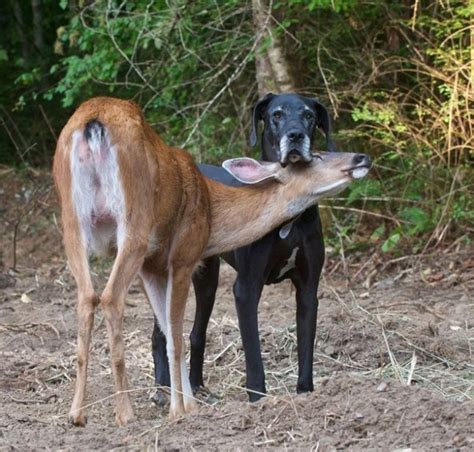 Animal Odd Couples | Meet the Odd Couples | Nature | PBS