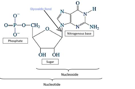 Glycosidic Bond Exists In Dna Molecule Between A Sugar Class 12 Biology | Free Hot Nude Porn Pic ...