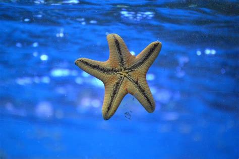 What do Starfish Eat? - A Starfish’s Diet & Starfish Facts