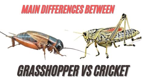 Grasshopper VS Cricket Differences | Difference Between Crickets and Grasshoppers Revealed - YouTube