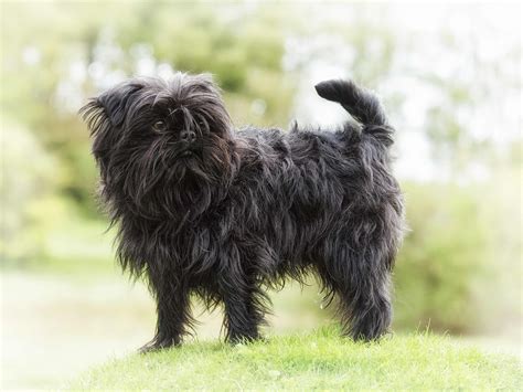 "black and silver affenpinscher" - Google Search | Affenpinscher Dogs ...