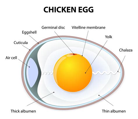 Why are the yolks of my chickens' eggs settling to one side? - My Pet Chicken | Chicken eggs ...