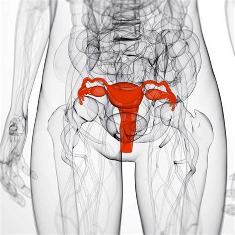 Human Uterus Diagram