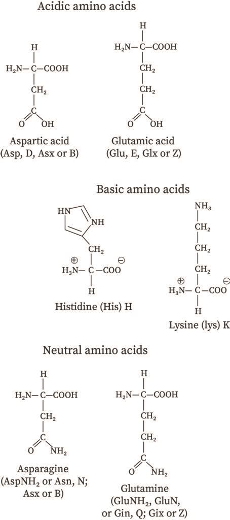 Neutral Amino Acids | bartleby