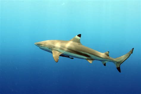 Carcharhinus melanopterus