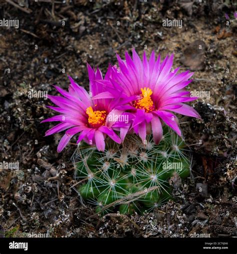 Pincushion cactus hi-res stock photography and images - Alamy