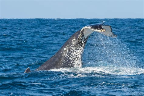 Whale watching photography tips - Matthew Vandeputte