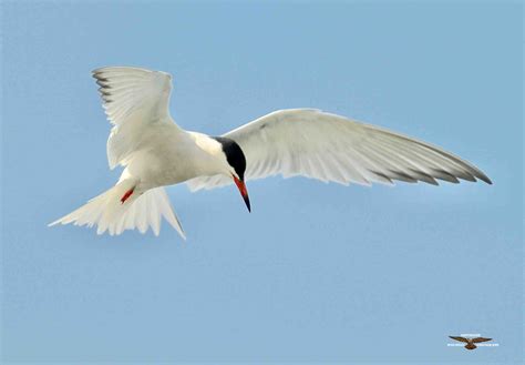 Common Tern 8956.jpg | BirdForum