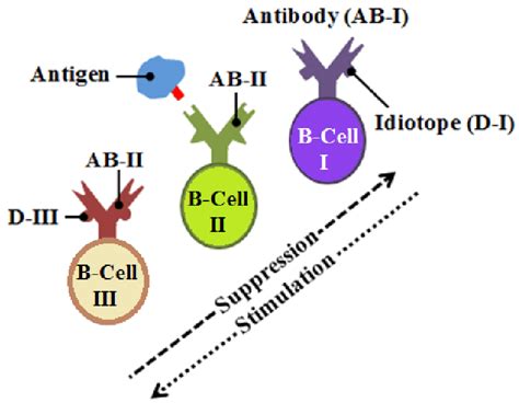 Idiotypic network theory. | Download Scientific Diagram