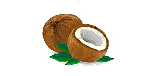 Drawing of Coconut by Scott - Drawize Gallery!