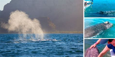 A Guide to Whale Watching in Loreto Baja California, Mexico