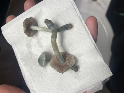 Psilocybe caerulipes? : r/ShroomID